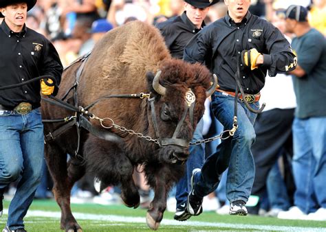 The Colorado Buffalo Mascot: A Source of Pride for Alumni